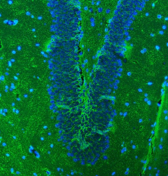 EAAT1/SLC1A3 Rabbit Polyclonal Antibody