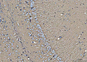 EAAT1/SLC1A3 Rabbit Polyclonal Antibody