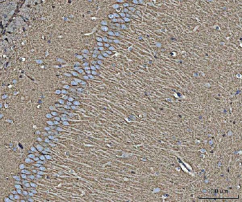 EAAT1/SLC1A3 Rabbit Polyclonal Antibody