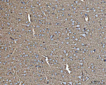 EAAT1/SLC1A3 Rabbit Polyclonal Antibody