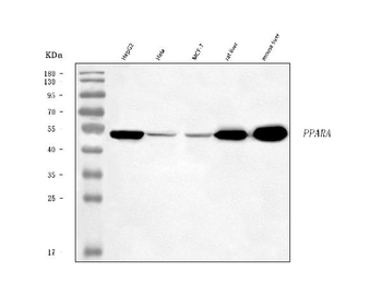 PPAR alpha/PPARA Rabbit Polyclonal Antibody