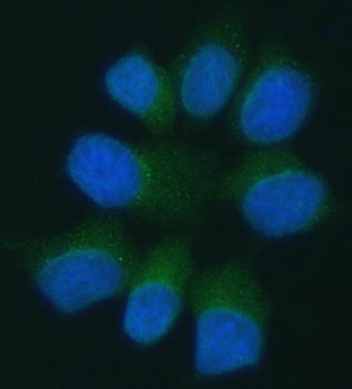 Pannexin 1/PANX1 Rabbit Polyclonal Antibody