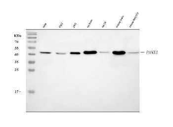 Pannexin 1/PANX1 Rabbit Polyclonal Antibody