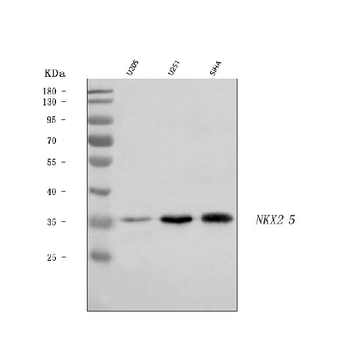 Nkx2.5/NKX2-5/NKX2 Rabbit Polyclonal Antibody