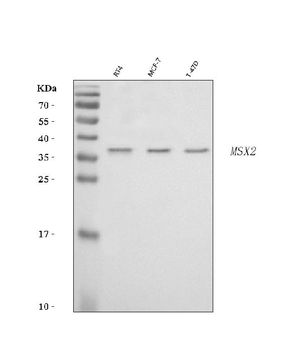 Hox8/MSX2 Rabbit Polyclonal Antibody