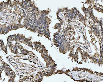 MAT2A Rabbit Polyclonal Antibody
