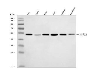 MAT2A Rabbit Polyclonal Antibody