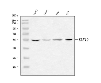 KLF10 Rabbit Polyclonal Antibody
