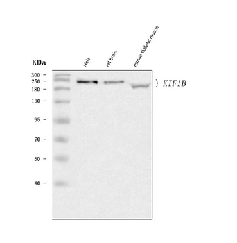 KIF1B Rabbit Polyclonal Antibody