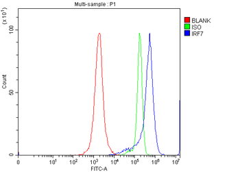 IRF7 Antibody