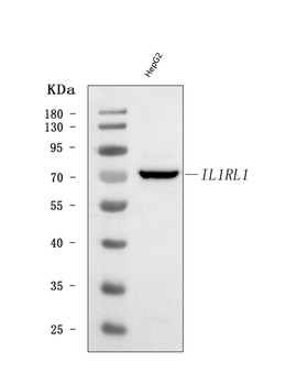 ST2/IL1RL1 Rabbit Polyclonal Antibody
