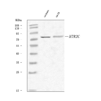 5-HT2C Receptor/HTR2C/HT2C Rabbit Polyclonal Antibody