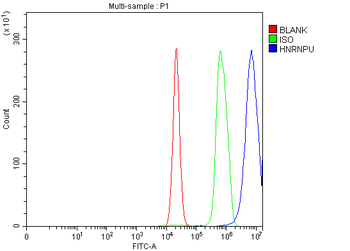 hnRNP U/p120/HNRNPU Antibody