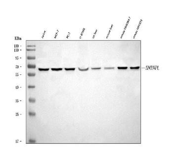 hnRNP L/HNRNPL Antibody