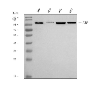 Fibroblast activation protein, alpha/FAP Rabbit Polyclonal Antibody