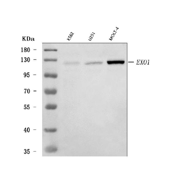 Exonuclease 1/EXO1 Rabbit Polyclonal Antibody