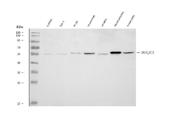 DNAJC3 Rabbit Polyclonal Antibody