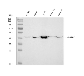 YKL-40/CHI3L1/YKL Rabbit Polyclonal Antibody
