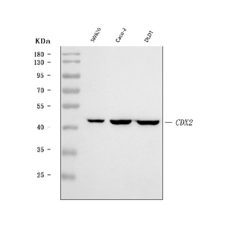CDX2 Rabbit Polyclonal Antibody
