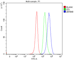 ZBTB48 Rabbit Polyclonal Antibody
