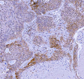 WDR44 Rabbit Polyclonal Antibody