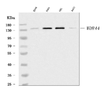 WDR44 Rabbit Polyclonal Antibody