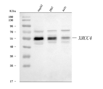 XRCC4 Rabbit Polyclonal Antibody