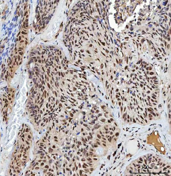 XRCC4 Rabbit Polyclonal Antibody