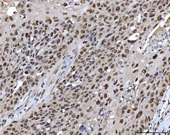 XRCC4 Rabbit Polyclonal Antibody