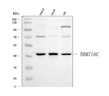 TRMT10C Rabbit Polyclonal Antibody