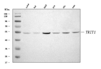 IPT/TRIT1 Rabbit Polyclonal Antibody