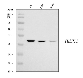 PCH2/TRIP13 Rabbit Polyclonal Antibody