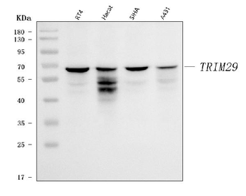TRIM29 Rabbit Polyclonal Antibody