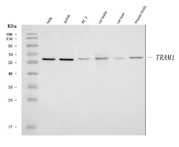 TRAM1 Rabbit Polyclonal Antibody
