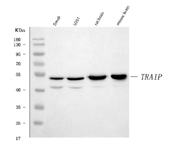 TRIP/TRAIP Rabbit Polyclonal Antibody