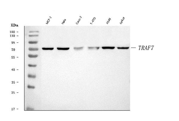 TRAF7 Rabbit Polyclonal Antibody