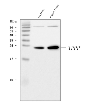 TPPP Rabbit Polyclonal Antibody