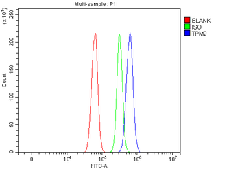 Tropomyosin 2/TPM2 Antibody