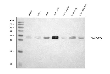 4-1BBL/Tnfsf9/1BBL Rabbit Polyclonal Antibody