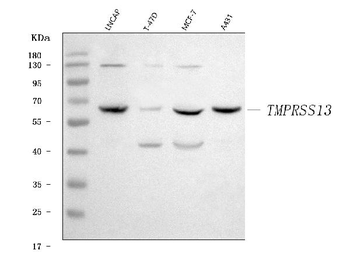 TMPRSS13 Rabbit Polyclonal Antibody