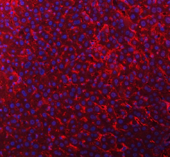 Tim 2/Timd2 Rabbit Polyclonal Antibody