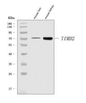 Tim 2/Timd2 Rabbit Polyclonal Antibody