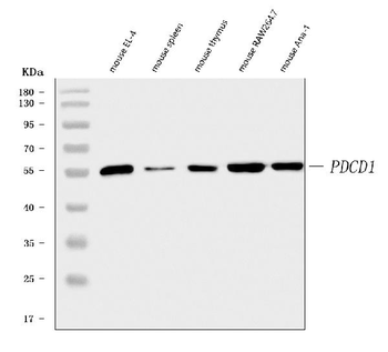 PD1/Pdcd1 Rabbit Polyclonal Antibody
