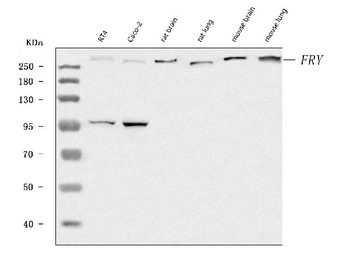 FRY Rabbit Polyclonal Antibody