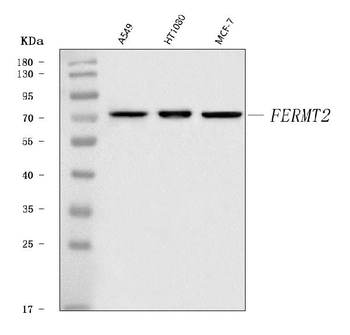 Kindlin 2/FERMT2 Rabbit Polyclonal Antibody