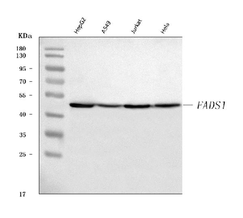 FADS1 Rabbit Polyclonal Antibody