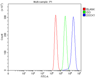 DOCK180/DOCK1 Antibody