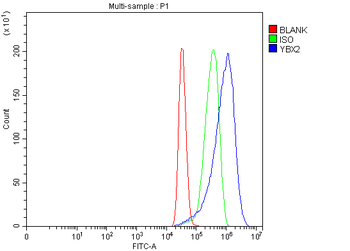 MSY2/YBOX2/YBX2 Antibody