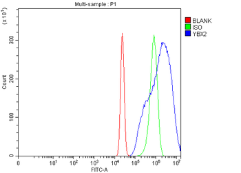 MSY2/YBOX2/YBX2 Antibody