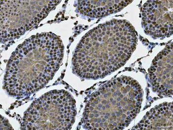 MSY2/YBOX2/YBX2 Antibody